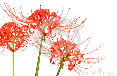 Macro Lycoris Flowers Stock Photo.