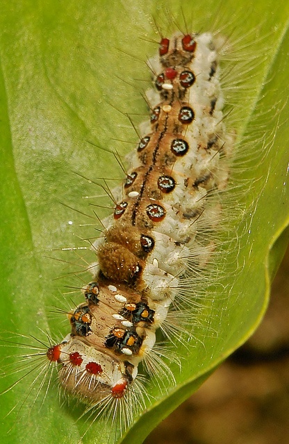 1000+ images about Caterpillars on Pinterest.
