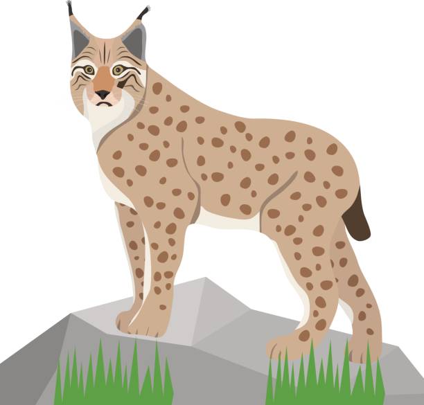 Lynx ClipArt