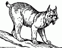 lynx clipart.