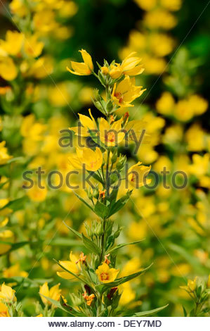Spotted Loosestrife (lysimachia Punctata) Flowers And Leaves On.