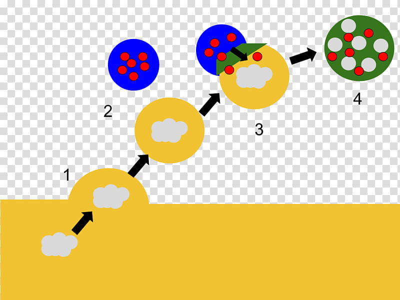 Lysosome transparent background PNG cliparts free download.