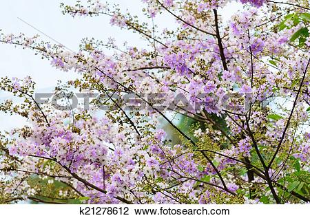 Stock Photo of Lagerstroemia loudonii or Salao flower ( Lythraceae.