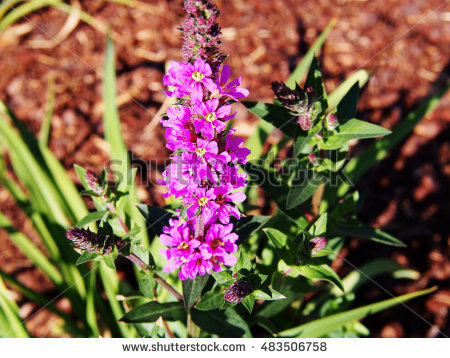 Lythrum Salicaria Stock Photos, Royalty.