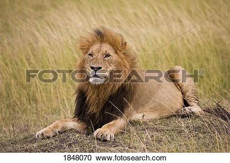 Stock Photography of Lion (Panthera Leo), Masai Mara National.
