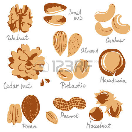 Macadamia nuts clipart 20 free Cliparts | Download images on Clipground ...