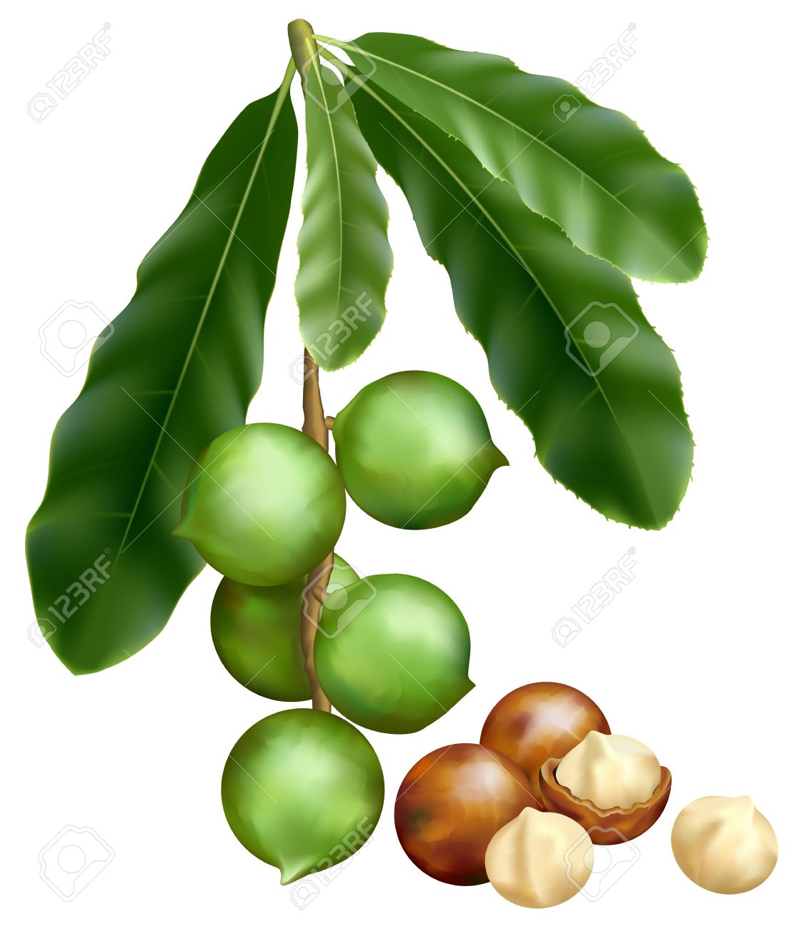 361 Macadamia Nut Stock Vector Illustration And Royalty Free.