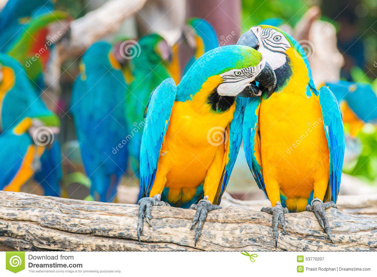 Macaw Bird Kiss Stock Images. Macaw Bird Kiss Stock Images.