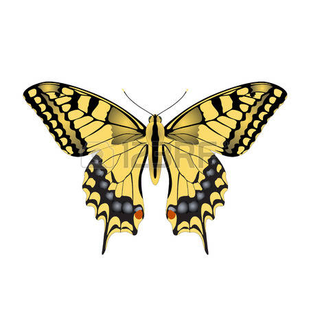 139 Machaon Cliparts, Stock Vector And Royalty Free Machaon.