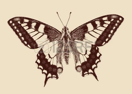 3,334 One Insect Stock Vector Illustration And Royalty Free One.