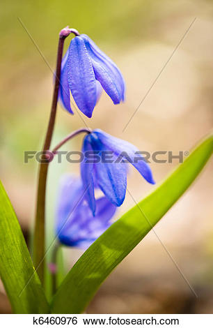 Stock Images of Squill flowers in spring: Macro k6460976.