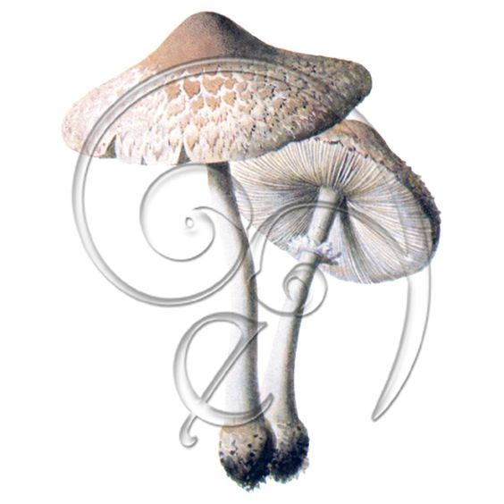 Vintage Mushroom Macrolepiota excoriata (free download) » Freebies.