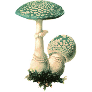 mushrooms Macrolepiota excoriata.