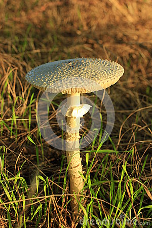 Roadside Mushroom Stock Photo.