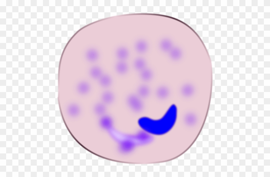 Macrophage Clipart.