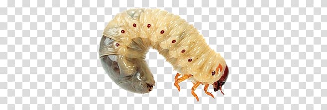 maggots clipart 10 free Cliparts | Download images on Clipground 2021
