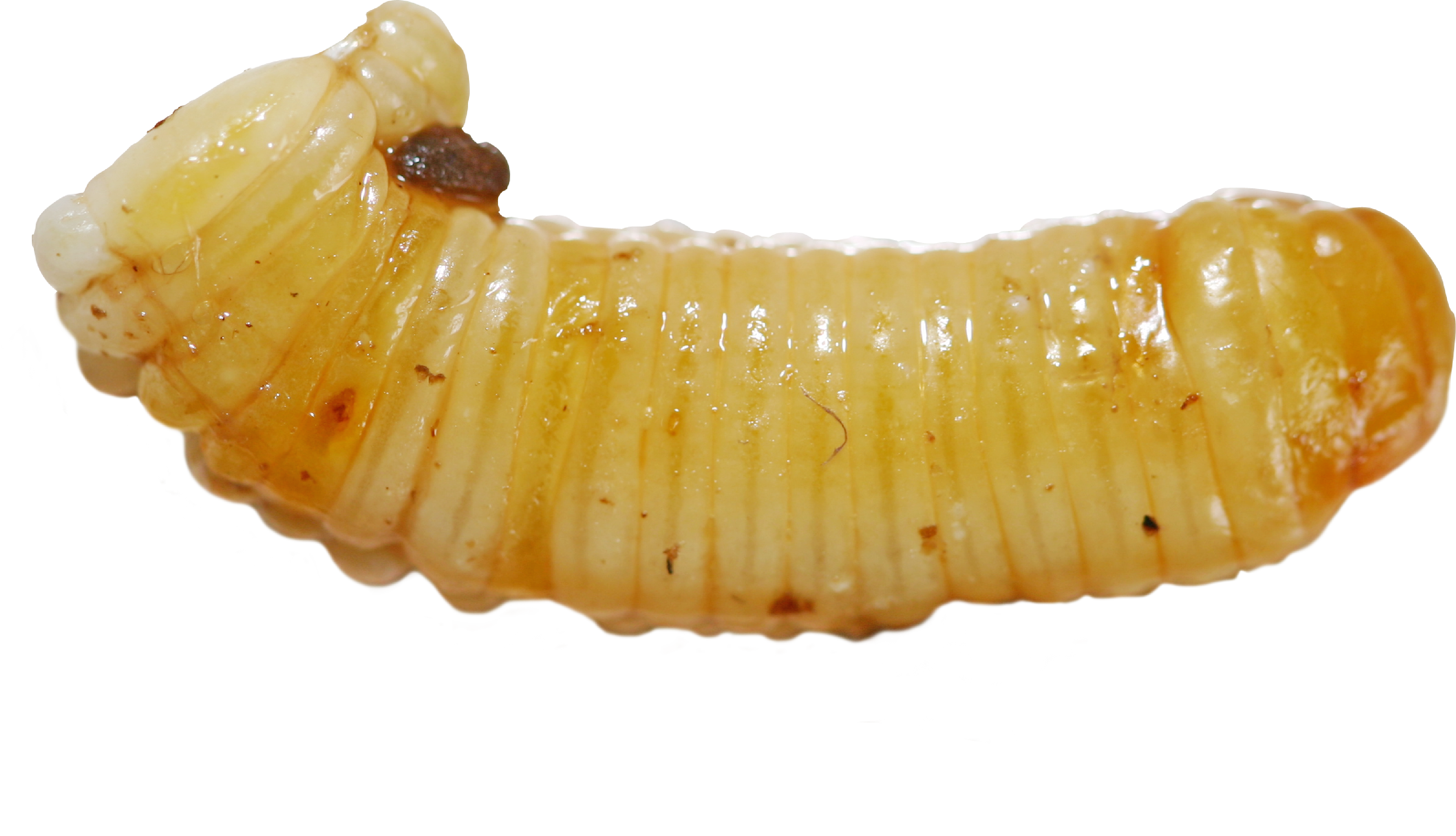 Maggots PNG images free download.