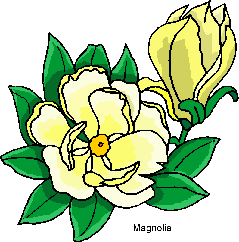 Magnolia Flower Clip Art.
