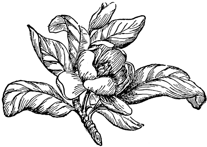 Magnolia Clipart.