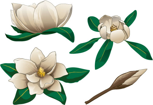 Magnolias clipart 20 free Cliparts | Download images on Clipground 2022