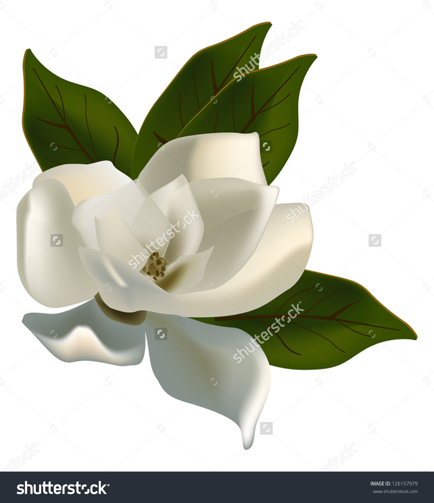 Magnolia blossom clipart 20 free Cliparts | Download images on