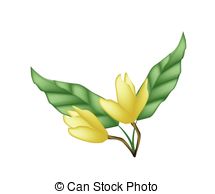 Magnoliaceae Vector Clip Art Royalty Free. 17 Magnoliaceae clipart.