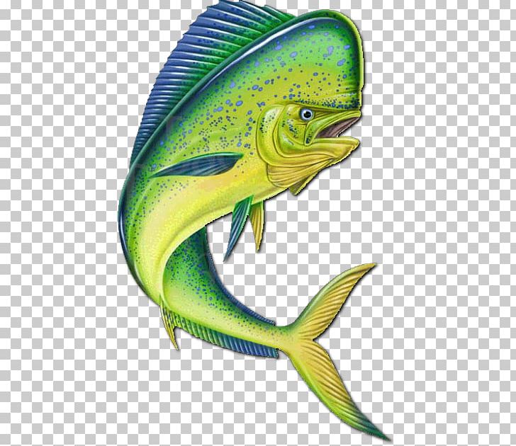 Mahi.