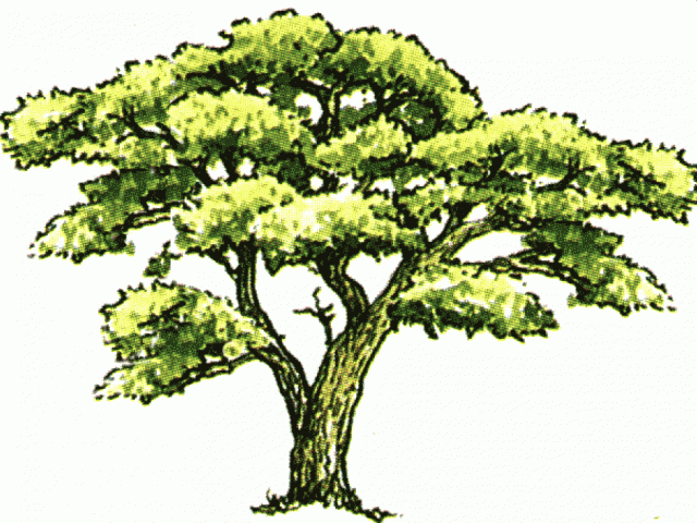 Free Fir Tree Clipart icon, Download Free Clip Art on Owips.com.