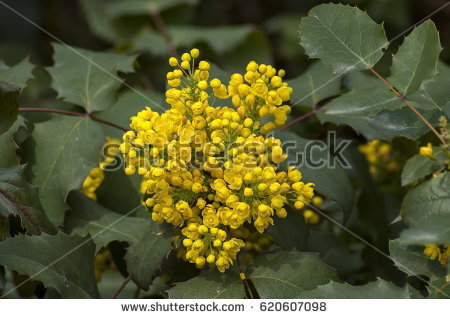 Mahonia Aquifolium Stock Images, Royalty.