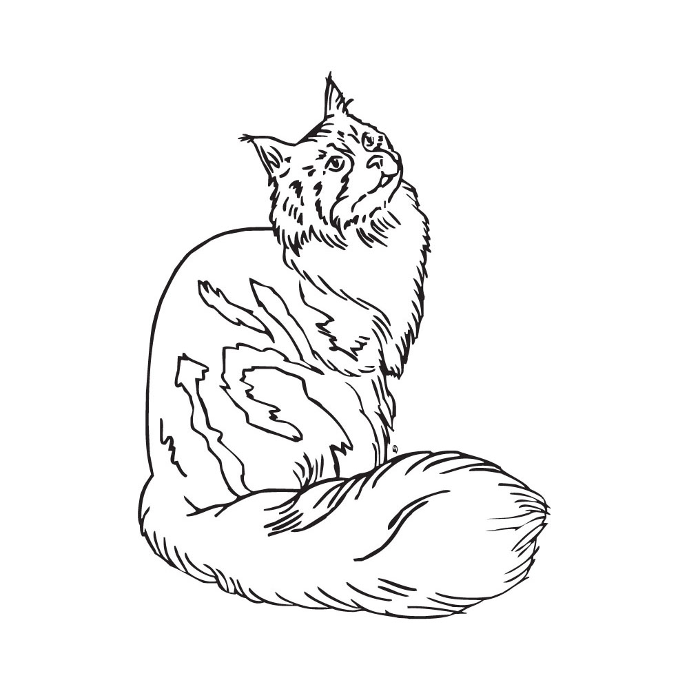 Maine Coon Clipart.