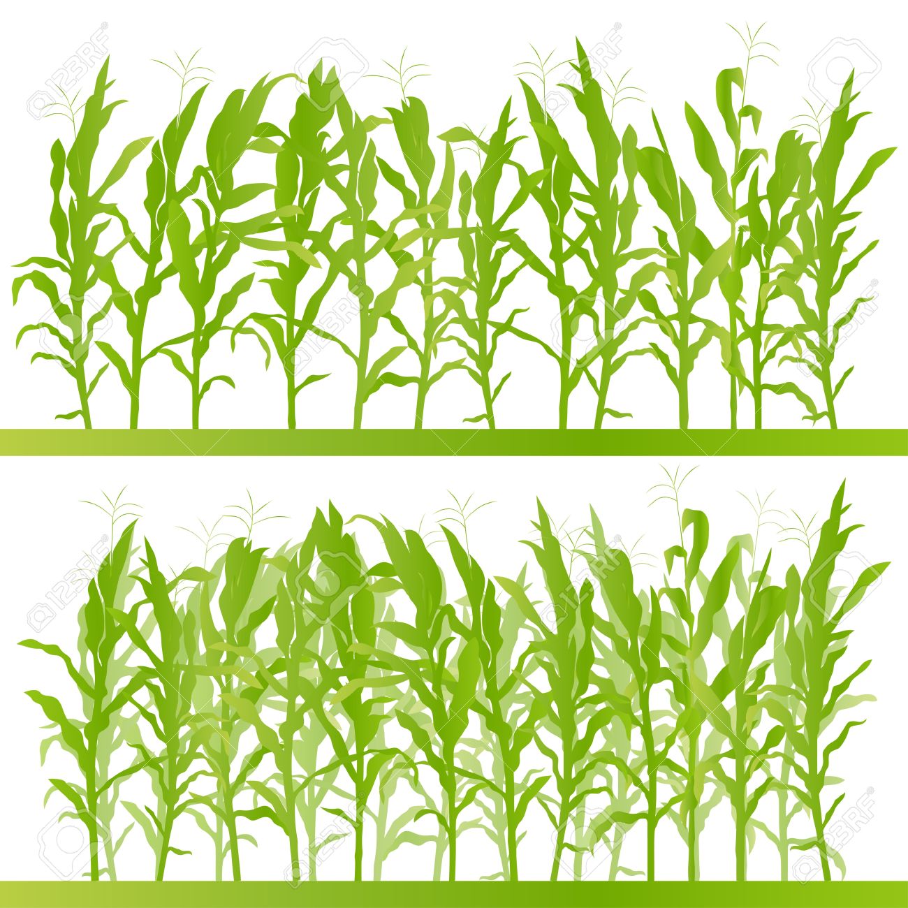 4,803 Corn Field Stock Vector Illustration And Royalty Free Corn.