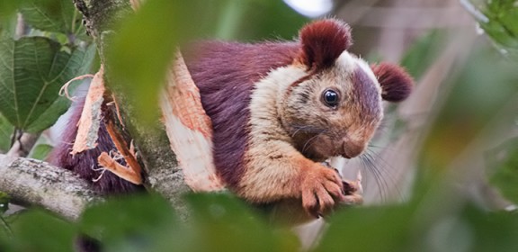 Indian Giant Purple Squirrel.