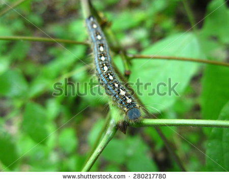 forest Tent Caterpillar" Stock Photos, Royalty.