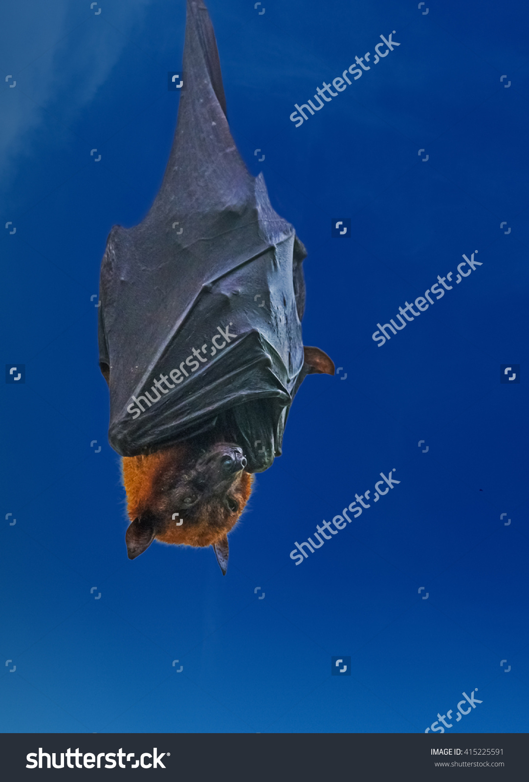 The Large Flying Fox (Also Known As Greater Flying Fox, Malayan.