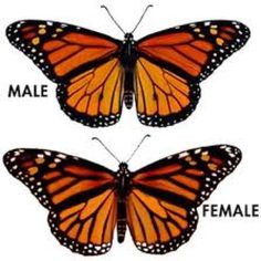 Male butterfly clipart 20 free Cliparts | Download images on Clipground ...