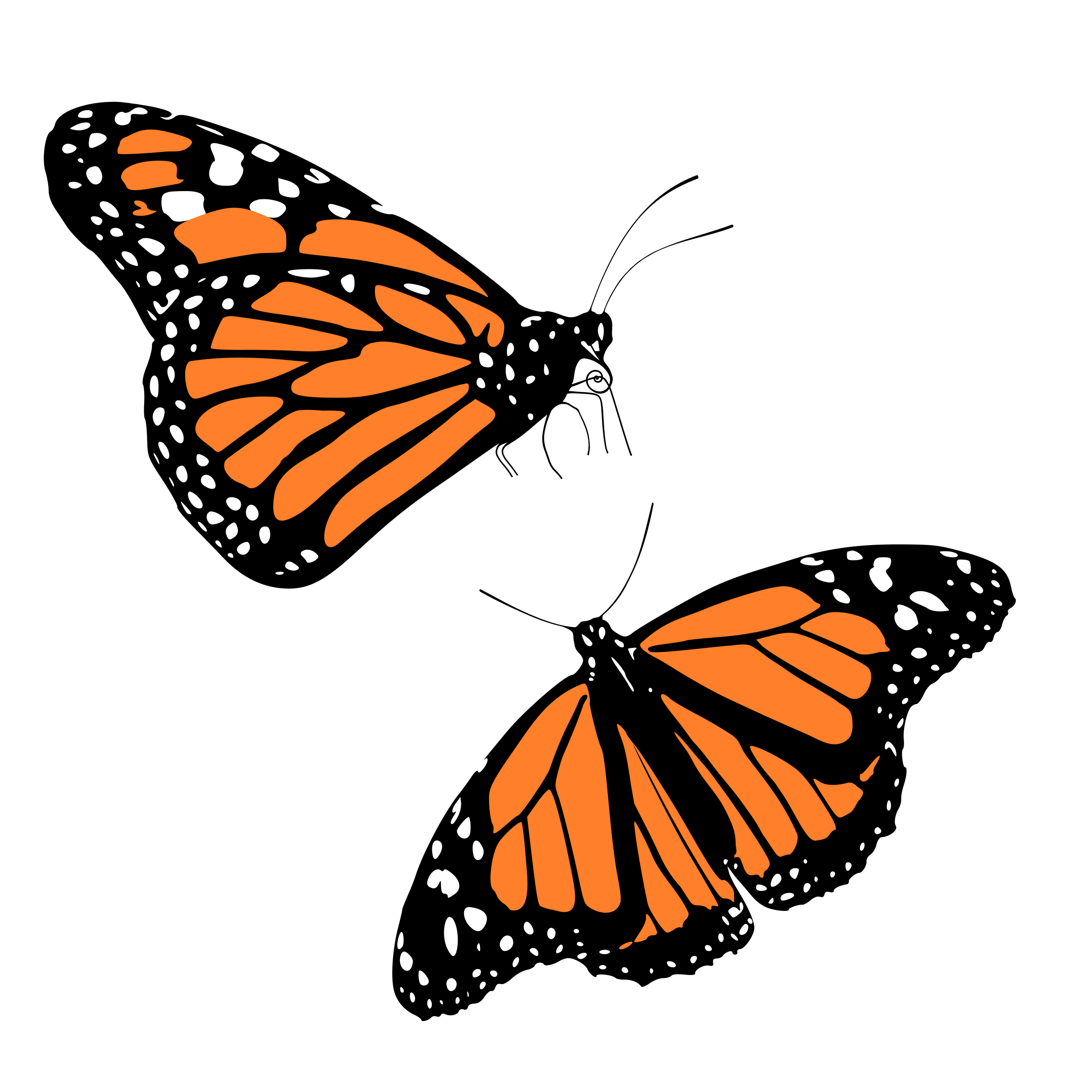 Monarch butterflies clipart 20 free Cliparts | Download images on