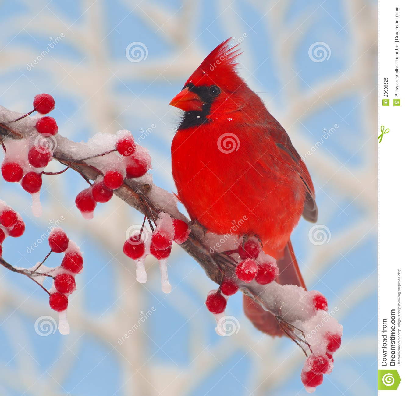 Winter Cardinal Clipart. Winter Cardinal Clipart.