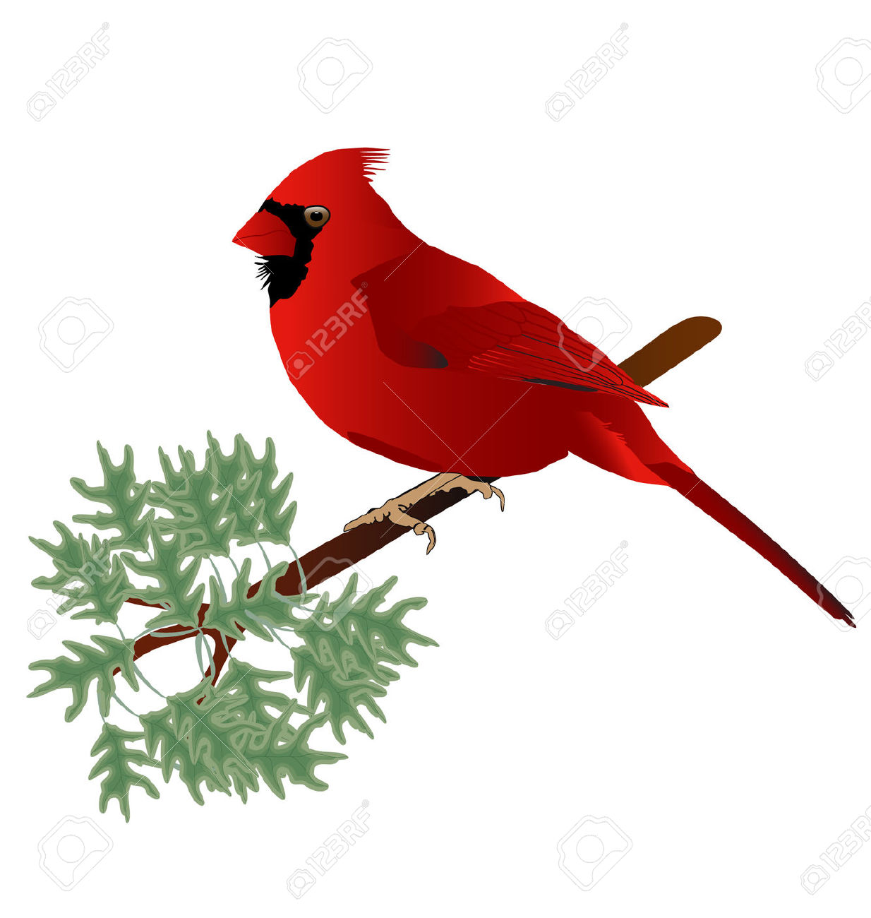 Free clipart cardinal tree.