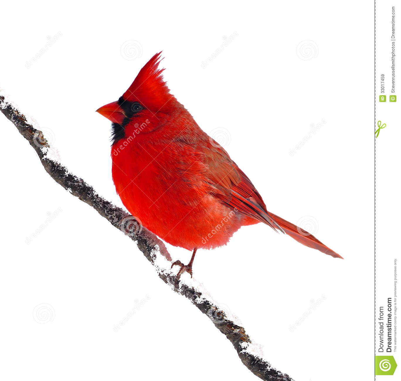 Cardinal clipart with no background. Cardinal clipart with no background.