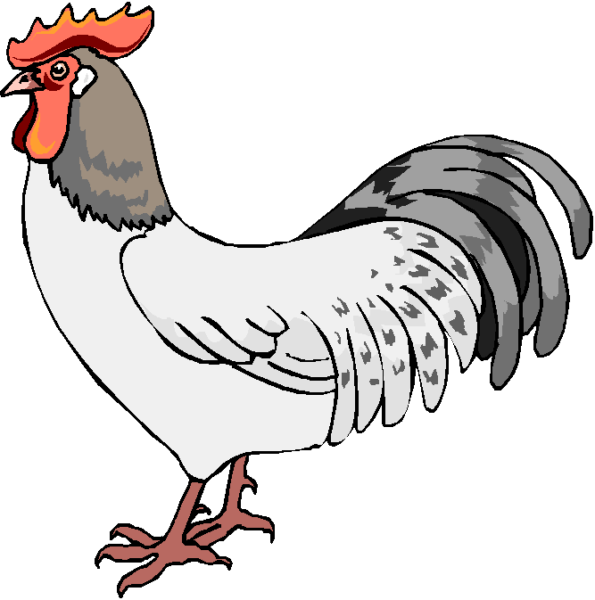 Male Chicken Clipart.