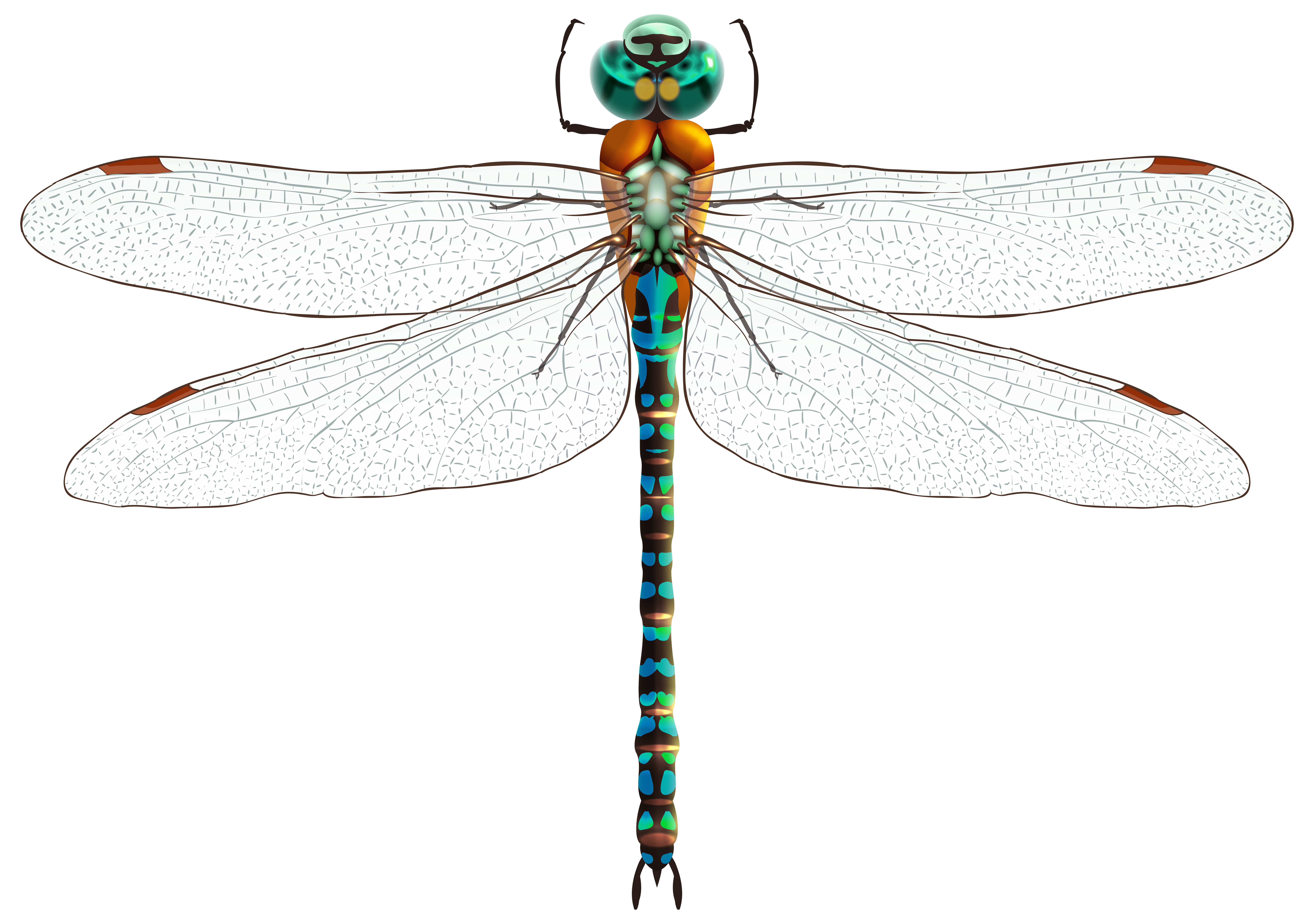 Male Dragonfly Clipart 20 Free Cliparts Download Images On Clipground 