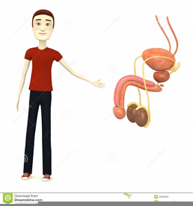 Clipart Male Reproductive System.