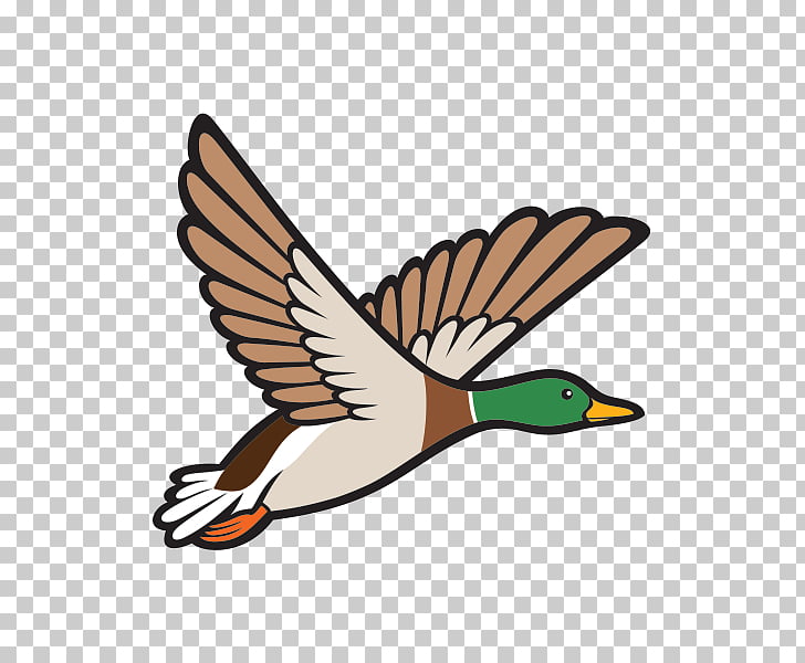 Mallard Duck Bird , duck PNG clipart.