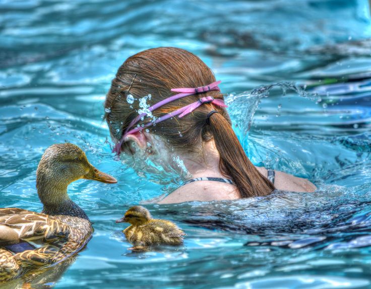 25+ best ideas about Baby Mallard Duck on Pinterest.
