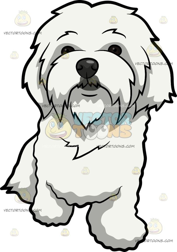 maltese dog clip art 10 free Cliparts | Download images on Clipground 2024