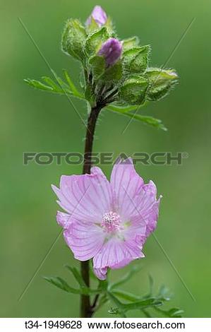 Pictures of Musk Mallow, Malva moschata, Schleswig.