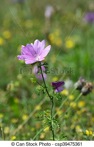 Stock Image of Musk mallow (Malva moschata) in the meadow.