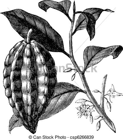 Malvaceae Vector Clipart Illustrations. 125 Malvaceae clip art.