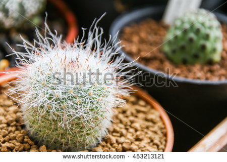 Mammillaria Hahniana Flowers Stock Photos, Royalty.