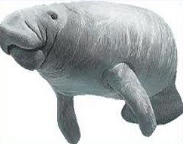 Free Manatee Clipart.